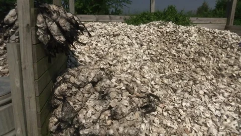 Heap of fish caught in the net Stock Footage 100172328
