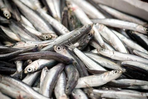 Heap of fish in close up view Stock Photos