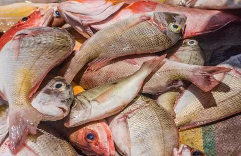 Heap of fish Stock Photos