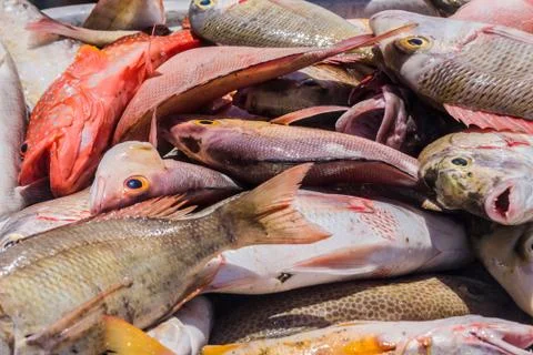 Heap of fish Stock Photos