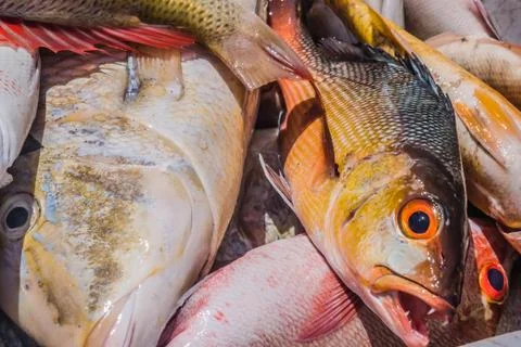 Heap of fish Stock Photos