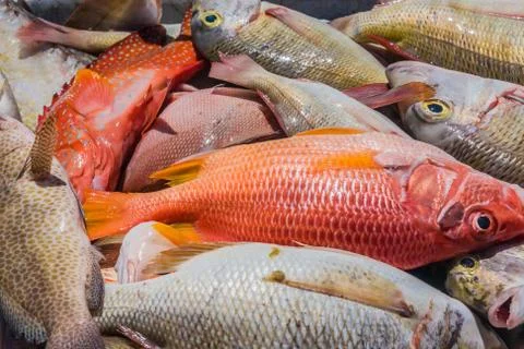 Heap of fish Stock Photos