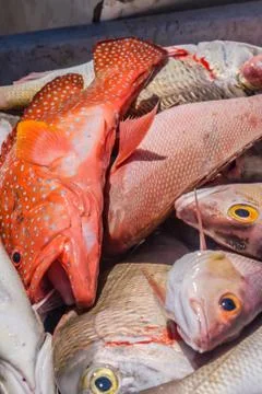 Heap of fish Stock Photos