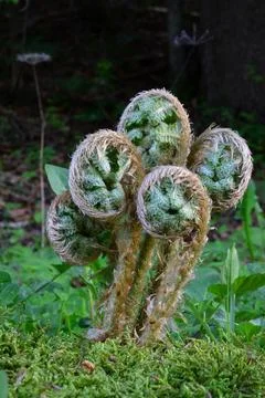 Heap of five spring fern bourgeons Foto stock