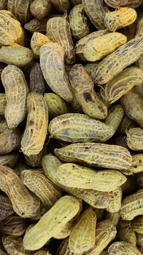 Heap of Fresh Boiled Peanuts in Shells Vertical Video Vídeos de archivo 339639493