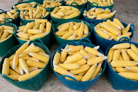 Heap of fresh corns in baskets Foto stock