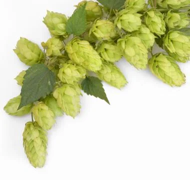 Heap Of Fresh Green Hops Stock Photos
