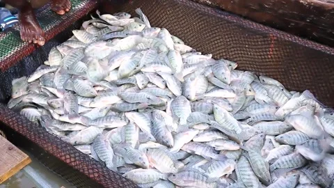 Heap of freshly caught fish Stock Footage 151360982