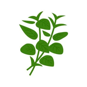 Heap of green basil. Vector illustration isolated on white. Stock Illustration