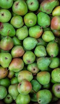 Heap of green pears for background texture, close-up, top view, copy space fo 스톡 사진