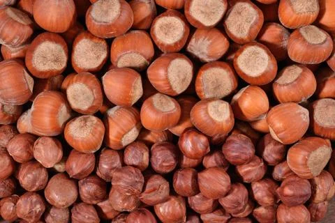 Heap of hazelnuts Stock Photos