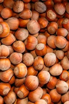 Heap of hazelnuts. Stock Photos