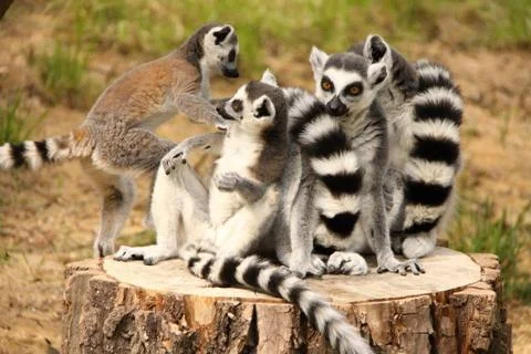 Heap of lemurs Stock Photos