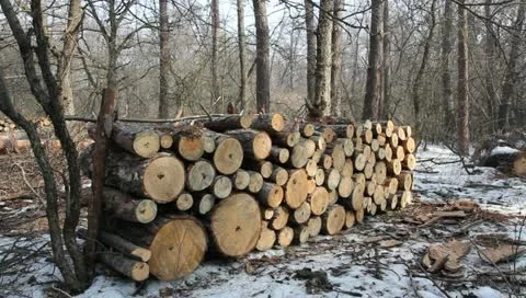 Heap of logs in a forest Stock Footage 10868053