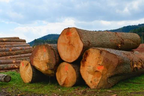 The heap of logs. Logging station, texture background Fotos de archivo