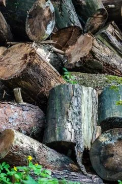 Heap of logs Stock Photos