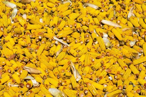 Heap of maize Stock Photos