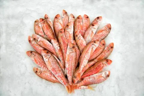 Heap of mullets lying in ice Stock Photos