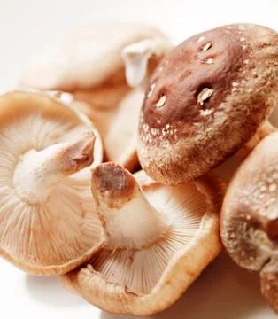 Heap of mushrooms Stock Photos