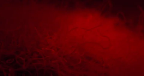 Heap Of Parasitic Worms Moving In Red Light. closeup shot Stock Footage 278996804