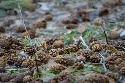 Heap of pine cones lying on the grass Foto stock