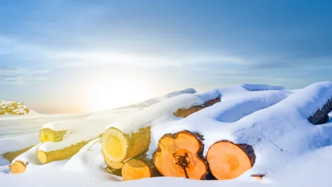 Heap of pine tree log lie among snowbound plain at the sunset Video stock 253983628