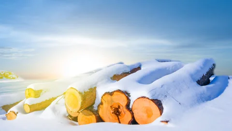 Heap of pine tree log lie among snowbound plain at the sunset Stock Footage 345676183