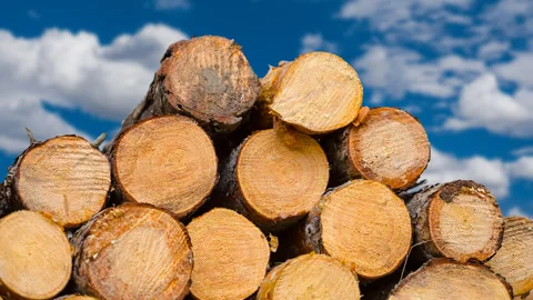 Heap of pine tree trunk in a forest Stock Footage 242506332
