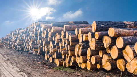 Heap of pine tree trunk lie on the ground under a sparkle sun time lapse scene Stock Footage 169634562