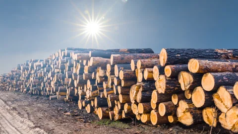 Heap of pine tree trunk lie on the ground under a sparkle sun Stock Footage 256783995