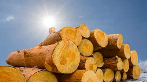 Heap of pine tree trunk lie on snow under sparkle sun Stock Footage 299707907