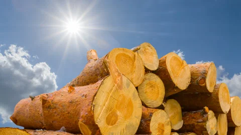 Heap of pine tree trunk lie on snow under sparkle sun Stock Footage 346207864