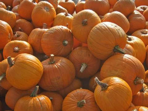 Heap of pumpkins Stock-Fotos