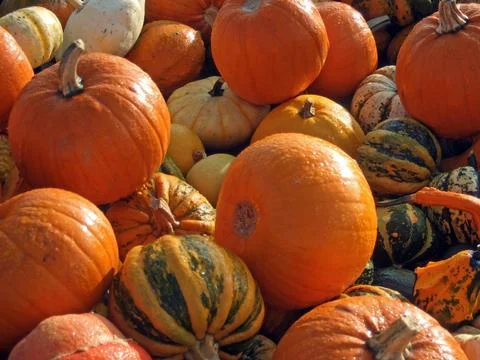 Heap of pumpkins Stock-Fotos