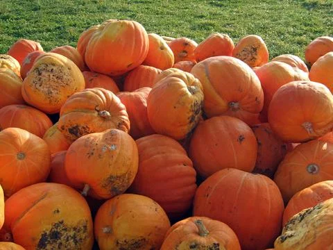 Heap of pumpkins 写真素材