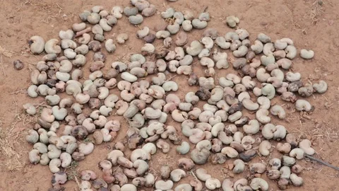 Heap of raw cashew nut with bark on the ground. Flat plane. Zoom in. High Stock Footage 108005168