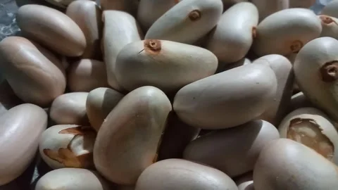 Heap of Raw Jackfruit Seeds. Stock Footage 310760885