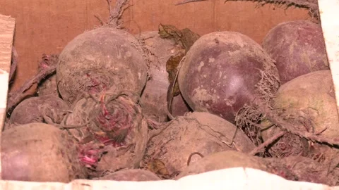 Heap of raw red beets in supermarket, close-up. Stock Footage 330345473