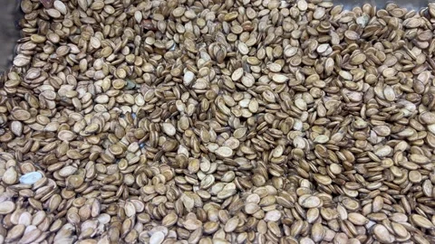 Heap of Roasted Salted Pumpkin or Melon Seeds Close Up View Stock Footage 348185153