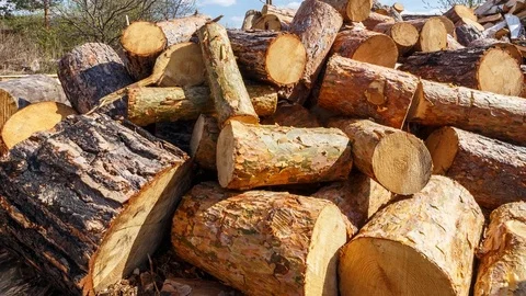 Heap of round pine logs. Stacked timber in lumber yard Stockbeeldmateriaal 75838195