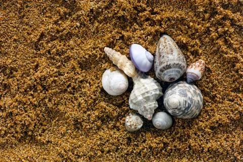 Heap of seashell on sand Stock Photos