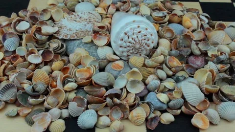 Heap of seashells on a chessboard Stock Footage 81263337