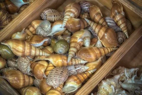A Heap of Seashells Stock Photos