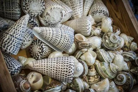 A Heap of Seashells Stock Photos