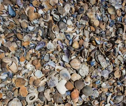A heap of seashells Stock Photos
