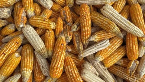 Heap of Shelled Maize with White and Orange Corn Kernels 스톡 동영상 317758278