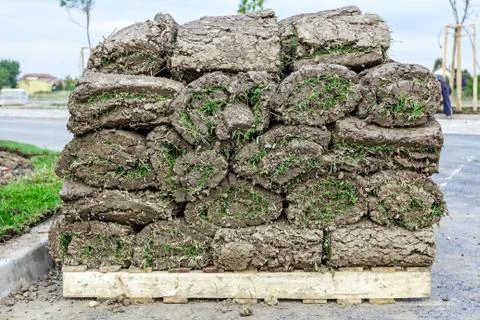 Heap of sod rolls for installing new lawn, unrolling grass Stock Photos