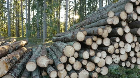 The heap of the spruce logs on the ground in Estonia 스톡 동영상 168908869