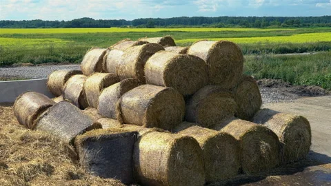 A heap, stack of silage, hay in the village, modern farm, agriculture Stock Footage 134809112