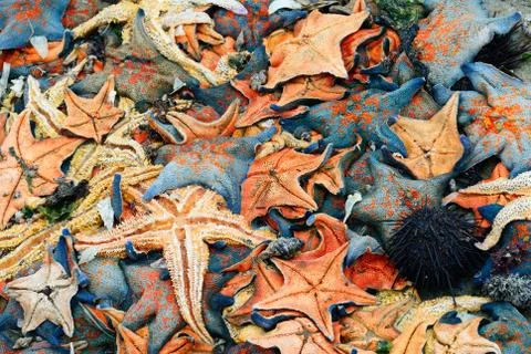 A heap of starfish Stock Photos